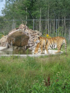 Tigers in their habitat